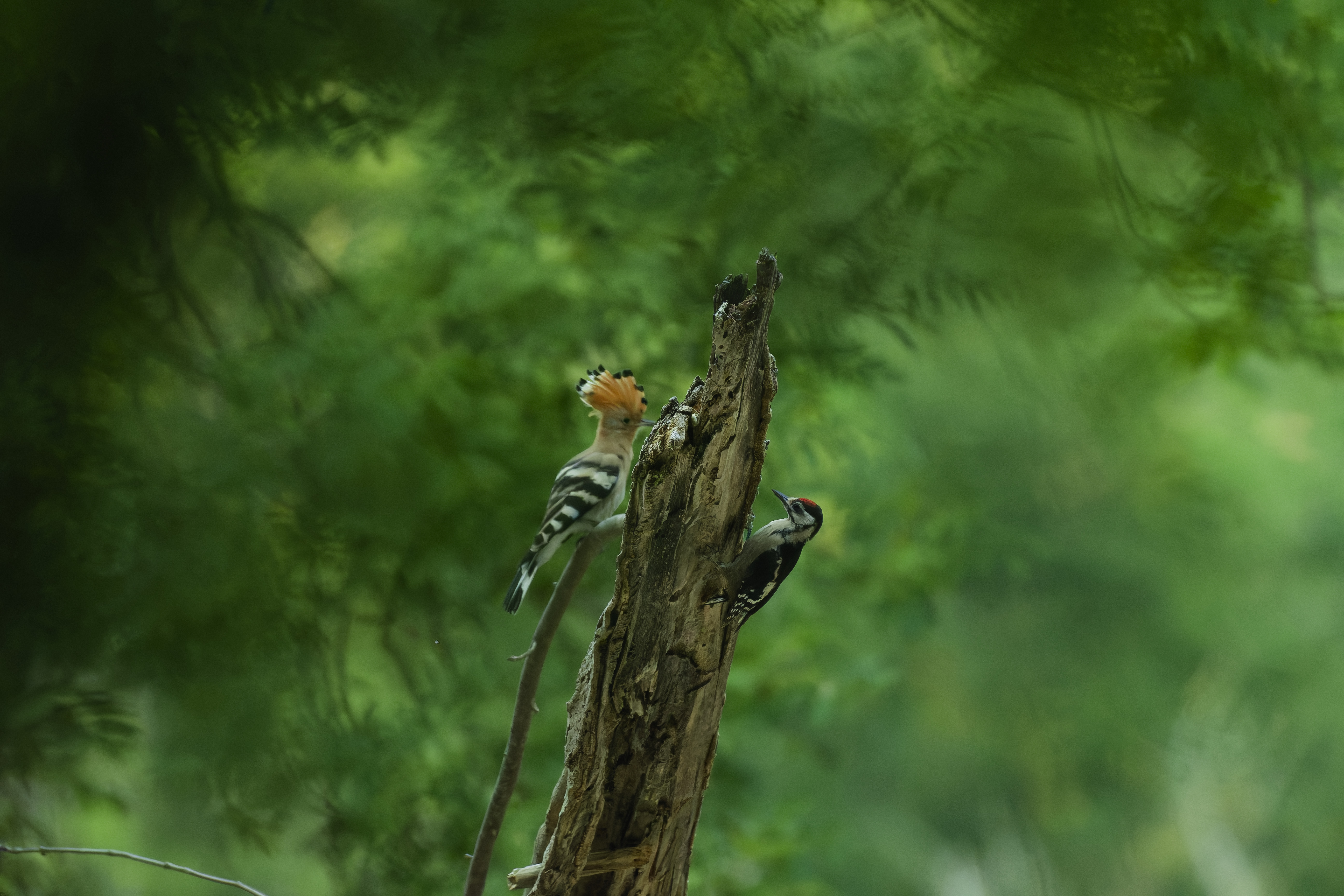 _DSC6950_DxO