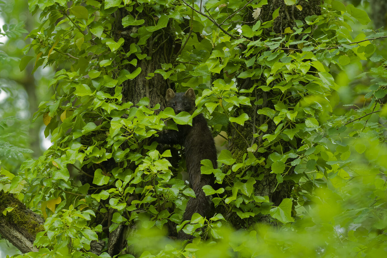 _DSC4531_DxO