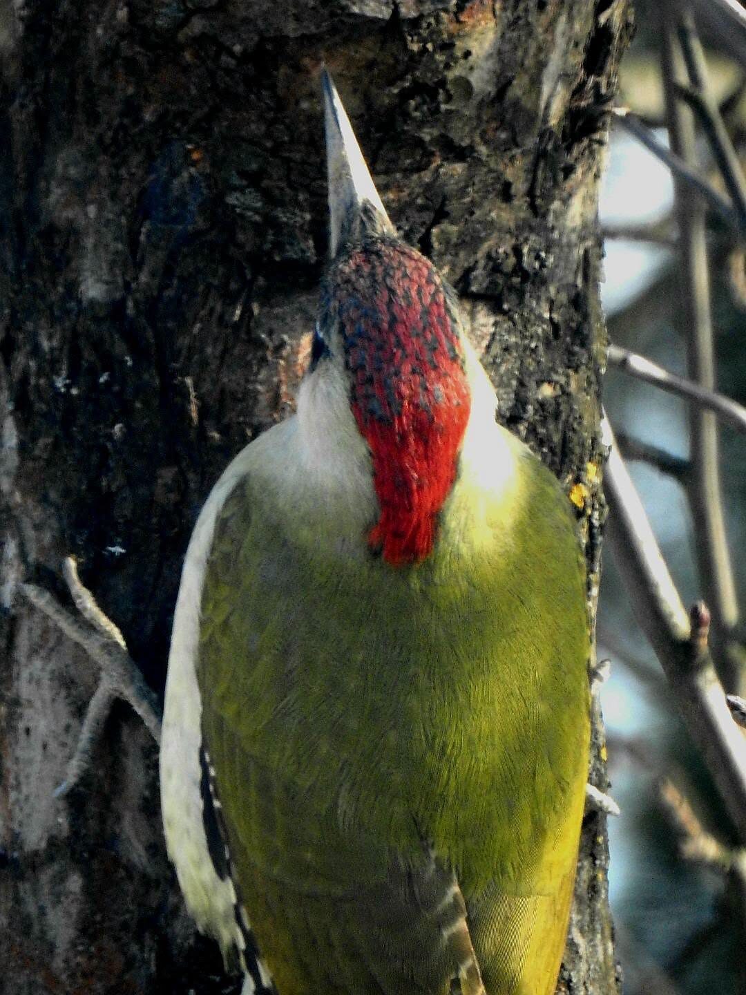 dzieciol