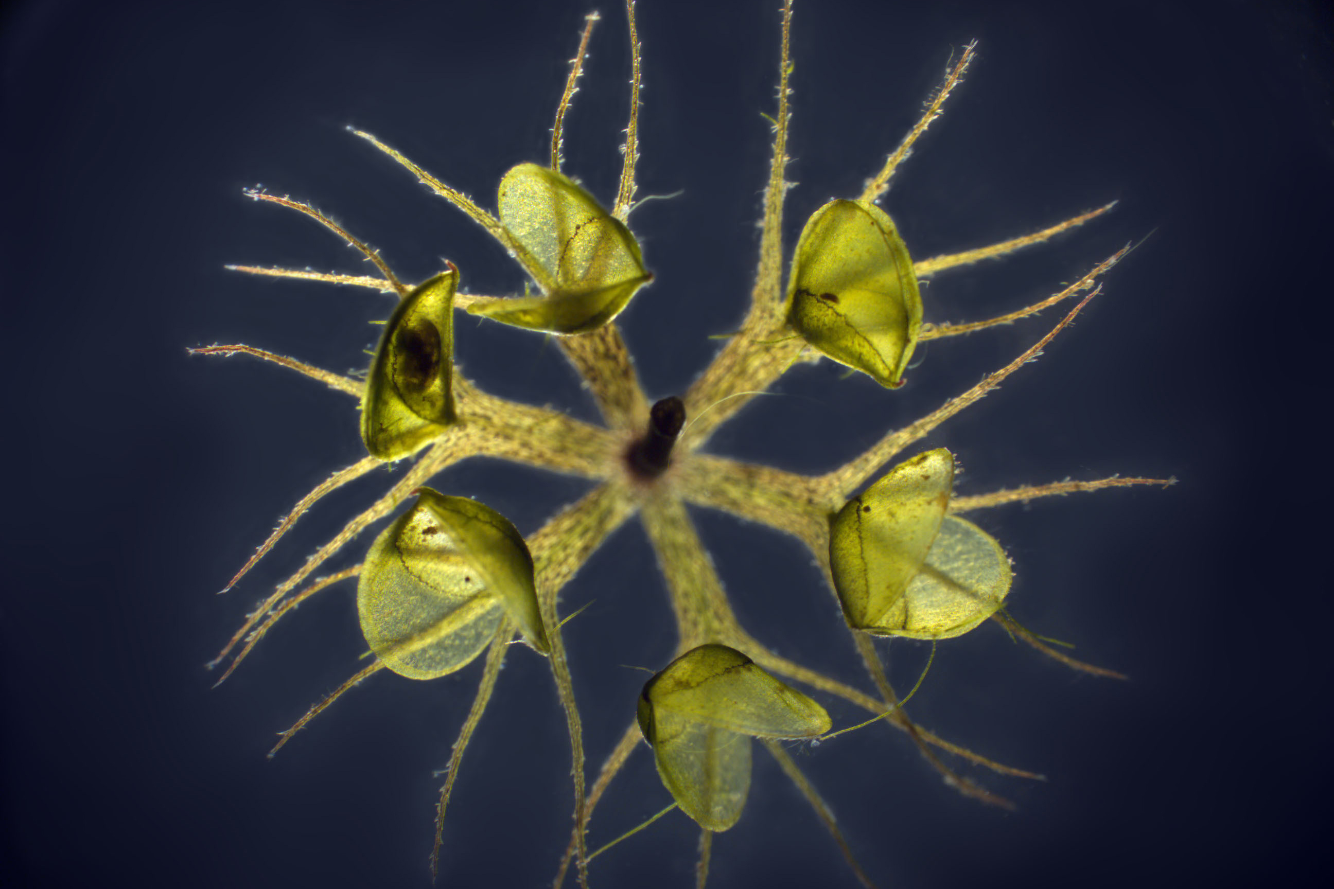 Fleischfressende Pflanzen und Orchide-en am Katzensee image