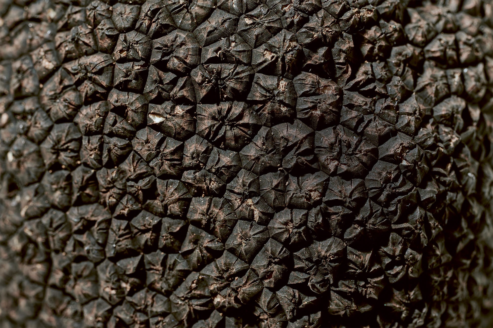 Emma’s Trüffel image