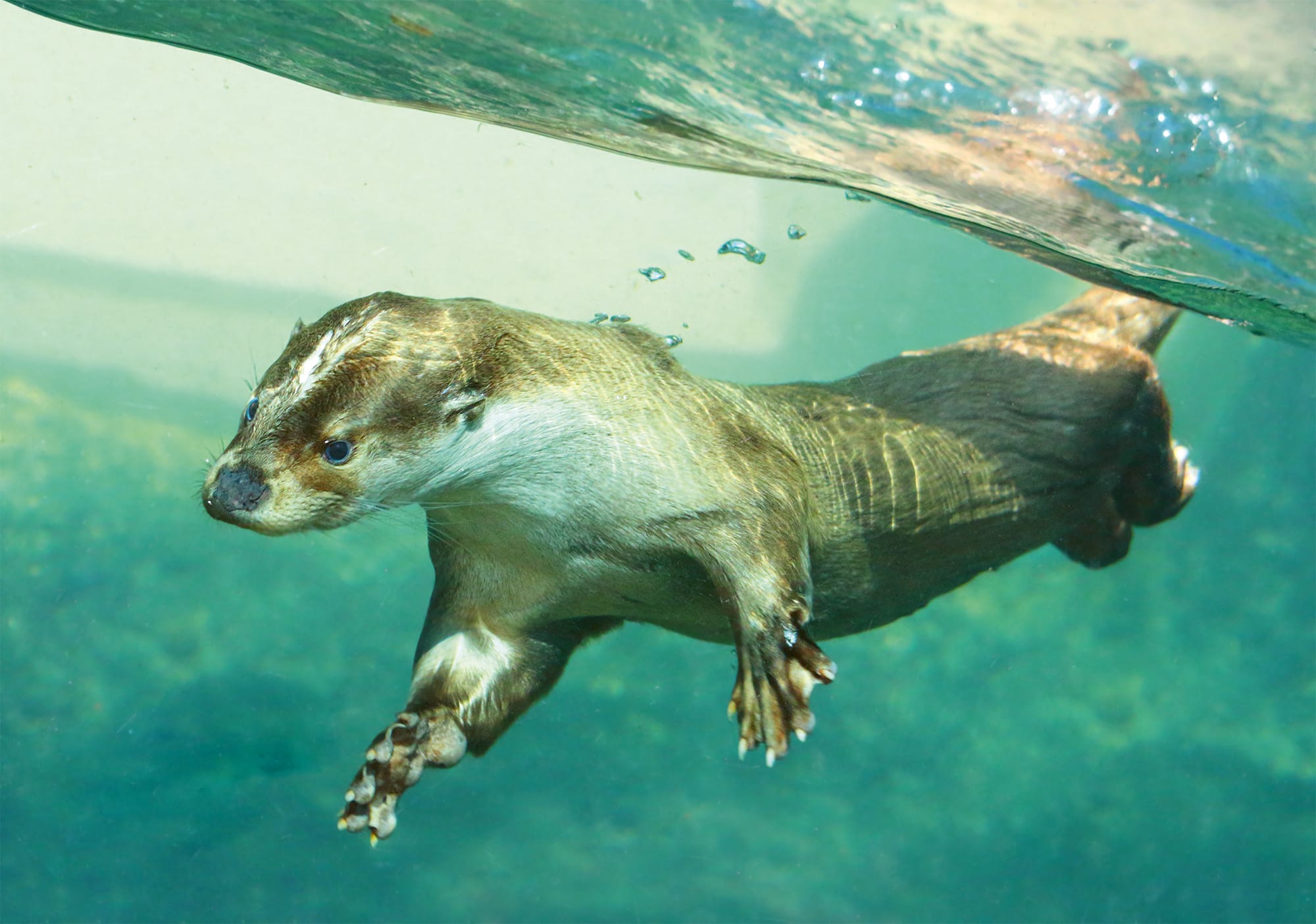 Fischotter in Sihlwald image